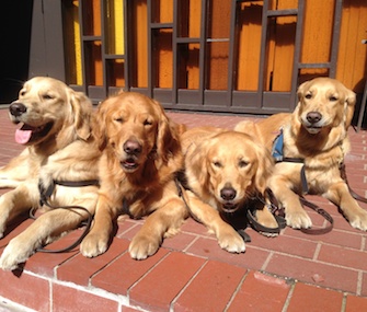 Four Golden Retriever Comfort Dogs from the Lutheran Church Charities are visiting Boston on the anniversary of the bombings there.