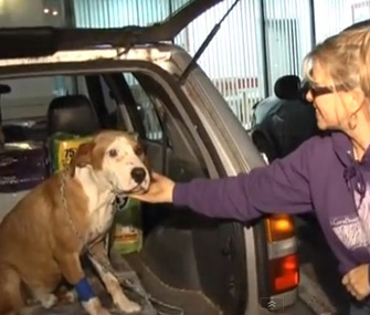 Abused dog saved by Facebook