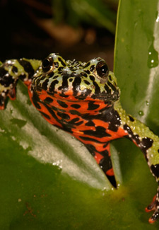 Red bellied toad