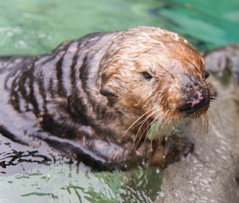 Walter the sea otter settles in at his new home at the Vancouver Aquarium.