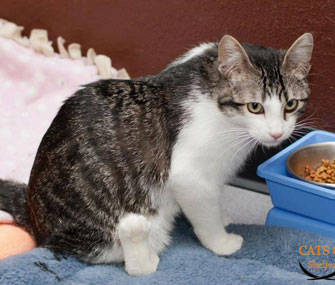 Corky is healing after surgery on his backwards legs.