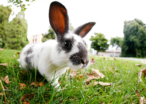 Most Popular Rabbit Names of 2013