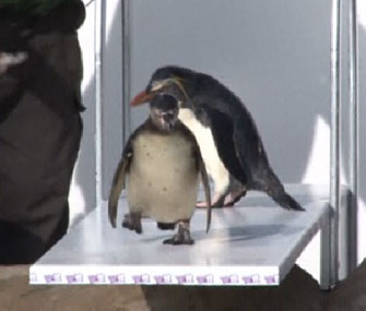 London Penguins