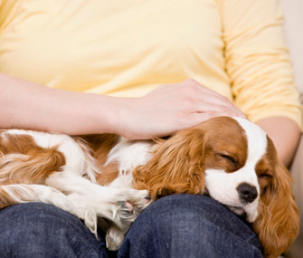 Dog in lap