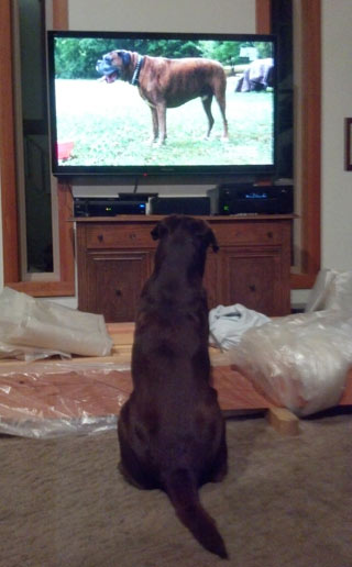 Bones the chocolate Lab watched TV.