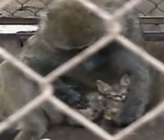A baboon has been caring for a stray kitten at an Israeli zoo.