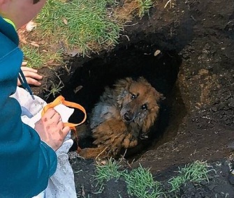 A 17-year-old dog named Chance was saved from a sinkhole in his backyard.