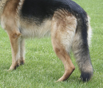 What You Need To Know About Perianal Fistula In Dogs