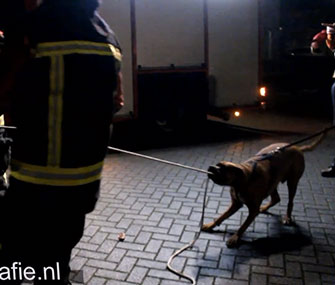 A dog who was passing by stopped to help firefighters pull on a rope to take down a damaged tree.