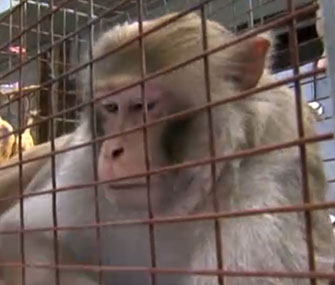 The Mystery Monkey of Tampa Bay was captured after three years as a fugitive.