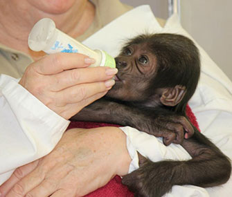 The 3-week-old gorilla will be moved from Texas to the Cincinnati Zoo.