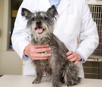 Dog getting vet checkup