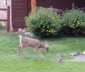 A fawn and bunny had an adorable playdate that was caught on video in Colorado.