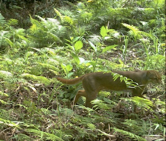 The bay cat was caught on remote cameras in Borneo.