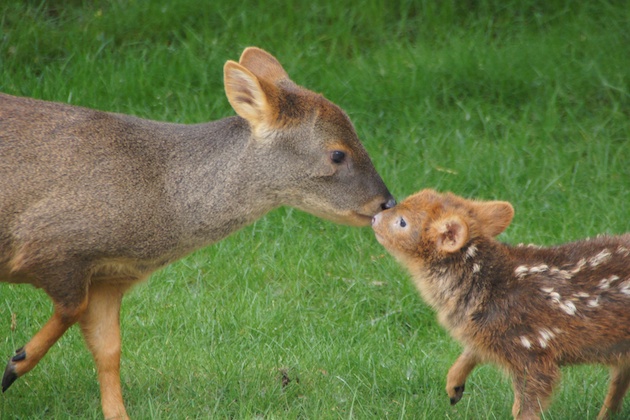 Pudu fawn at Detroit Zoo