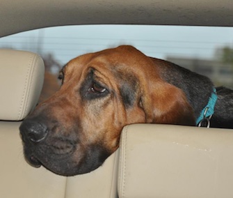Beth Stevens helped Rural Shelter Transports get Daisy to a rescue. Here she is hugging her adopter.