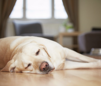 Dog Sleeping on Floor