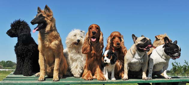 Dogs