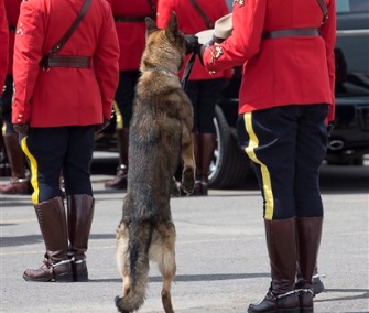 Royal Canadian Mounted Police dog Danny sniffs the hat of his partner, Const. David Ross, during a funeral procession.