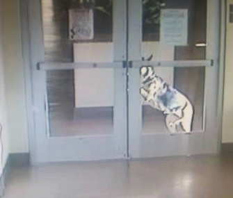 Ginger, a 2-year-old German Shepherd, was caught on camera escaping from a California shelter.