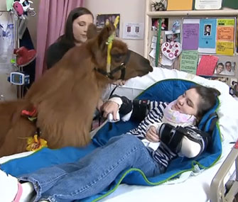 Rojo the llama visits a young patient in an Oregon hospital.