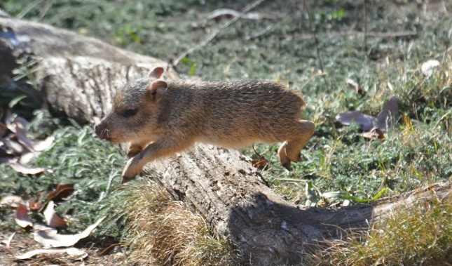 One of the San Francisco Zoo's peccary pups flies through the air.