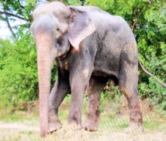 Raju the rescued elephant takes his first steps to freedom on July 4.