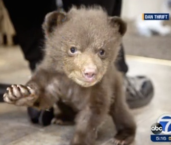 Tahoe the bear cub is being treated at Lake Tahoe Wildlife Care.