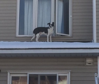 Firefighters came to the rescue of a curious dog who managed to get out onto the roof of this home.