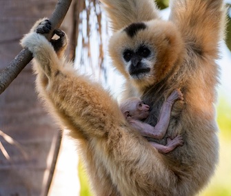 A white-cheeked Gibbon was born this month at the Adelaide Zoo.