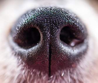 Dog nose closeup