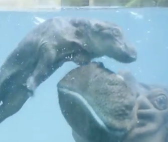 A newborn hippo learns to swim with a little help from mom at the San Diego Zoo.