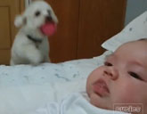Jumping dog with baby