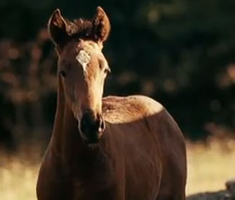 Finders Key in War Horse