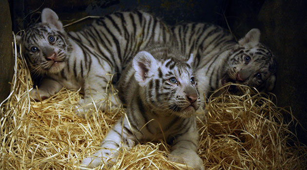 Three white tiger cubs were born at Zoo Liberec in the Czech Republic.