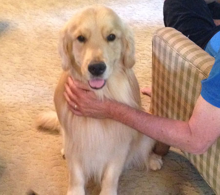 Golden Retriever Being Petted