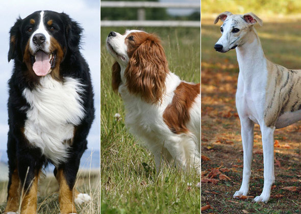 bernese mountain dog cavalier mix