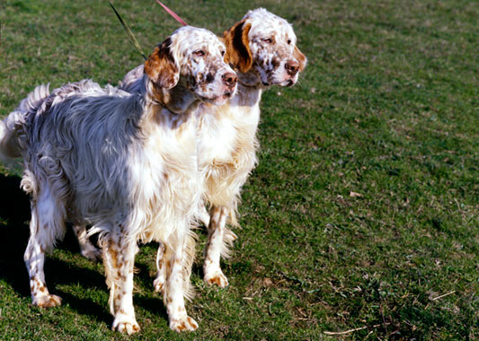 retired english setter for sale