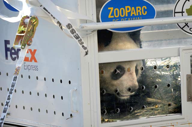 Huan Huan the Giant Panda in Crate