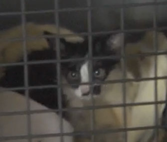 This kitten was saved from a highway overpass after being stuck for three days.