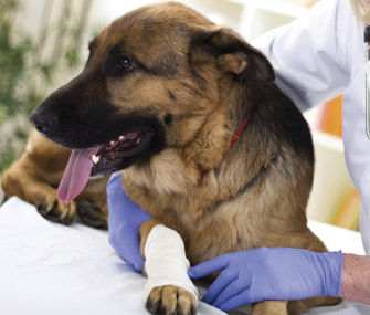 Dog leg being wrapped