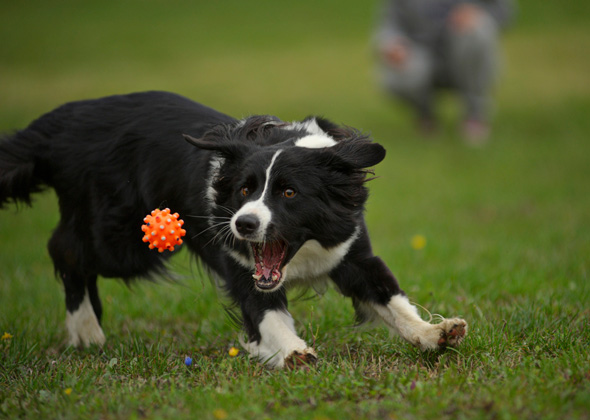 little known facts about the 10 most popular medium size dog breeds types of medium size dogs