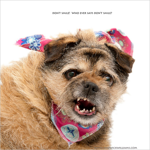 Shelter Dog Bloopers
