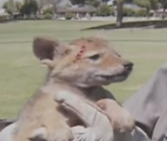 The puppy is held by one of his rescuers before he was released.