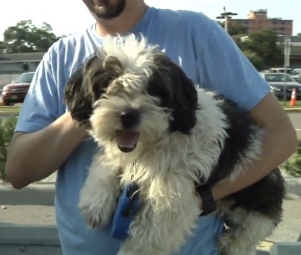 Max was happily reunited with his owner after his escapade on Friday.