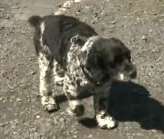 Oz, a Cocker Spaniel, is credited with saving his owner from a house fire.