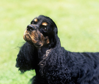 Cocker Spaniel dog breed