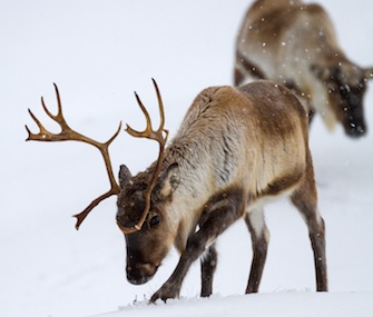 Reindeer