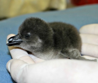 The first of the penguin siblings, above, arrived just after the start of the new year.
