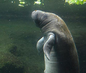 A rescued manatee at the Lowry Park Zoo in Tampa gave birth to Lad, a health baby boy, in July.
